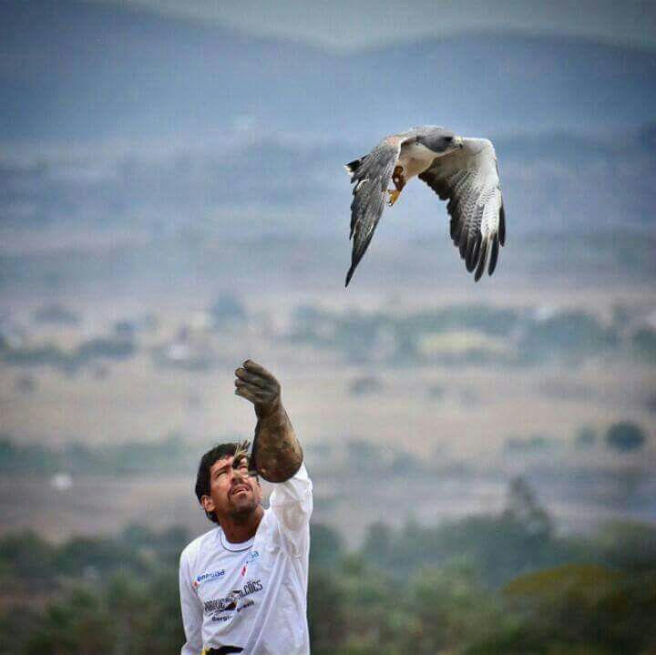 Um falcão sai voando da mão de Percílio