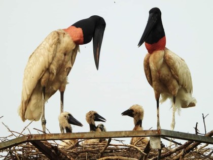 Tuiuiú do Pantanal ganha protagonismo na agenda climática rumo à COP30 