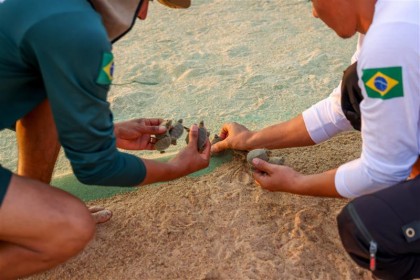 Maior berçário de tartarugas do mundo tem eclosão de 60 mil filhotes