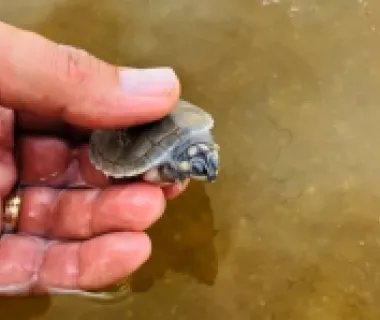 Energisa apoia projeto de preservação de tartarugas-da-amazônia em RO