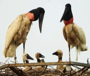 Tuiuiú do Pantanal ganha protagonismo na agenda climática rumo à COP30