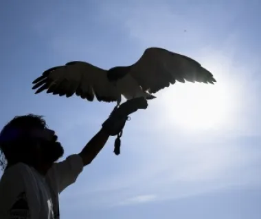 Parque dos Falcões se consolida como referência em conservação de aves