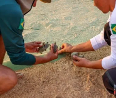 Maior berçário de tartarugas do mundo tem eclosão de 60 mil filhotes