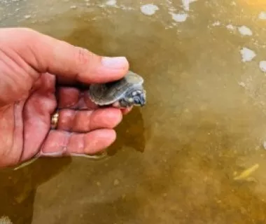Mudanças climáticas reduzem nascimentos de tartarugas no Guaporé