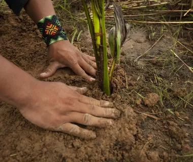 Uma aliança para reflorestar a Amazônia