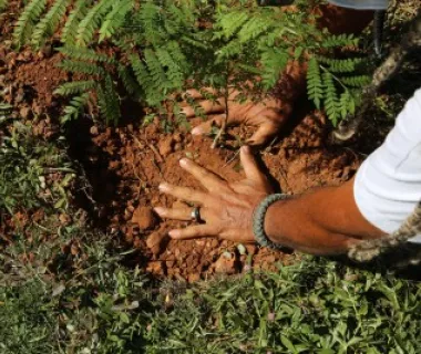 300 mil árvores para refrescar Cuiabá 300 mil árvores para refrescar Cuiabá