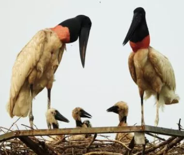 O renascer dos tuiuiús: a ave-símbolo do Pantanal volta para casa