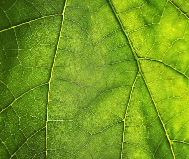 Energisa investe para acelerar a bioeconomia na Amazônia