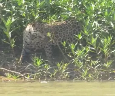 Onça-pintada é flagrada por equipe da Energisa no Pantanal