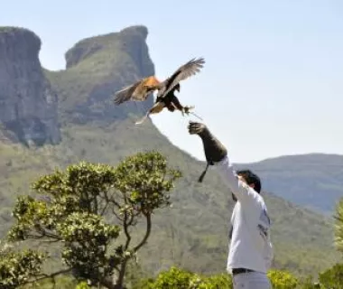 O homem-pássaro: a incrível história de Percílio e o falcão Tito