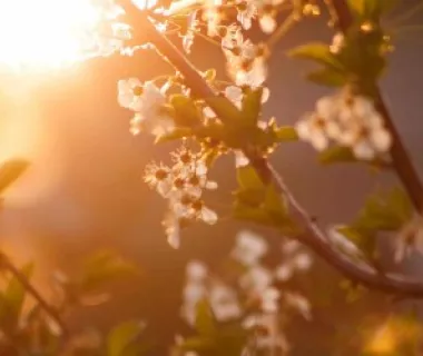 Seca e altas temperaturas devem continuar na primavera Seca e altas temperaturas devem continuar na primavera