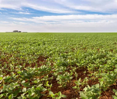 Investimentos da Energisa ajudam a desenvolver o agronegócio