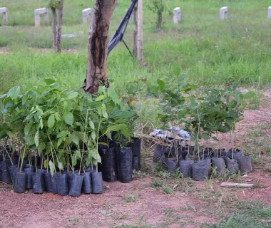 Resíduos de poda viram adubo orgânico em Presidente Prudente