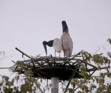 Símbolo do Pantanal, tuiuiús voltam a ninho artificial