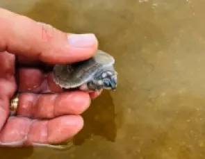 Energisa apoia projeto de preservação de tartarugas-da-amazônia em RO