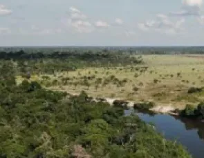 Floresta Viva: novo edital é voltado para projetos da bacia do Xingu