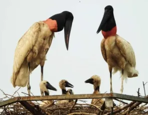 Tuiuiú do Pantanal ganha protagonismo na agenda climática rumo à COP30