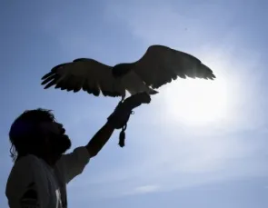 Parque dos Falcões se consolida como referência em conservação de aves