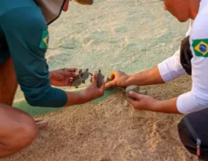 Maior berçário de tartarugas do mundo tem eclosão de 60 mil filhotes