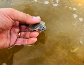 Mudanças climáticas reduzem nascimentos de tartarugas no Guaporé