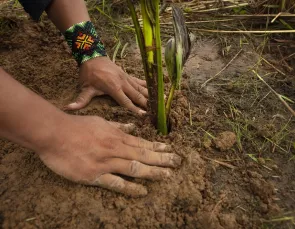 Uma aliança para reflorestar a Amazônia