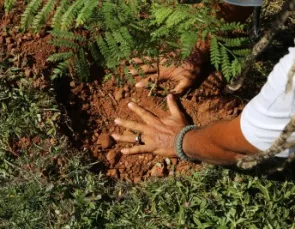 300 mil árvores para refrescar Cuiabá 300 mil árvores para refrescar Cuiabá