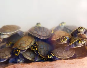 Projeto Quelônios do Guaporé solta 5 milhões de tartarugas na Amazônia