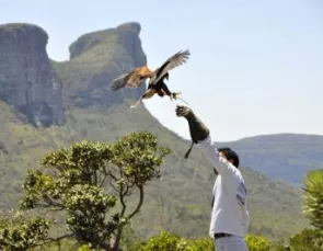 O homem-pássaro: a incrível história de Percílio e o falcão Tito