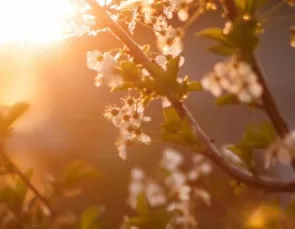 Seca e altas temperaturas devem continuar na primavera Seca e altas temperaturas devem continuar na primavera