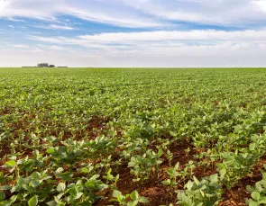 Investimentos da Energisa ajudam a desenvolver o agronegócio