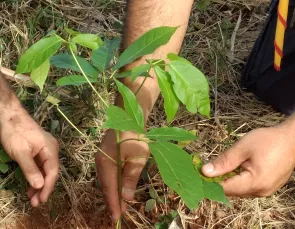 Com apoio da Energisa, projeto Verde Novo irá plantar 100 mil árvores 