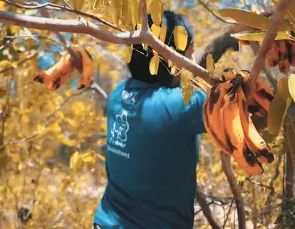 Energisa atua no resgate de animais afetados pelas queimadas no Pantan