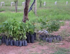 Resíduos de poda viram adubo orgânico em Presidente Prudente