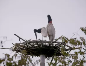 Símbolo do Pantanal, tuiuiús voltam a ninho artificial