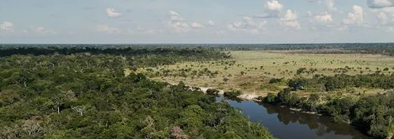 Grupo Energisa apoia projetos que unem restauração ecológica e geração de renda para comunidades locais 