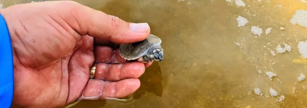 Energisa apoia projeto de preservação de tartarugas-da-amazônia em Rondônia 