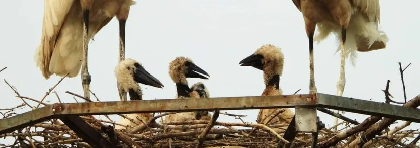 Tuiuiú do Pantanal ganha protagonismo na agenda climática rumo à COP30