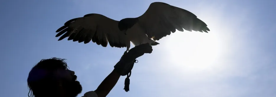 Reprodução de aves raras reforça papel do Parque dos Falcões como referência em conservação