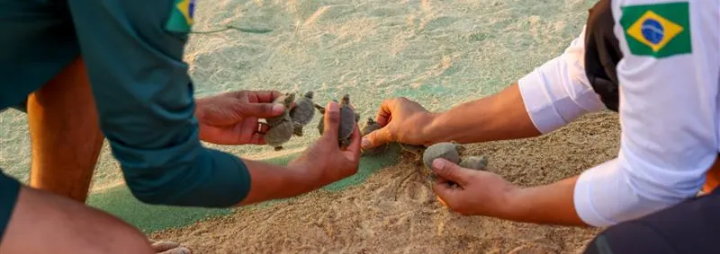 Maior berçário de tartarugas do mundo tem eclosão de 60 mil filhotes