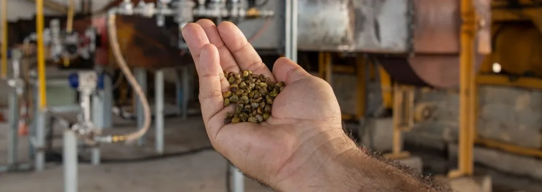 Projeto pioneiro usa gás natural na secagem de café e impulsiona inovação no Espírito Santo