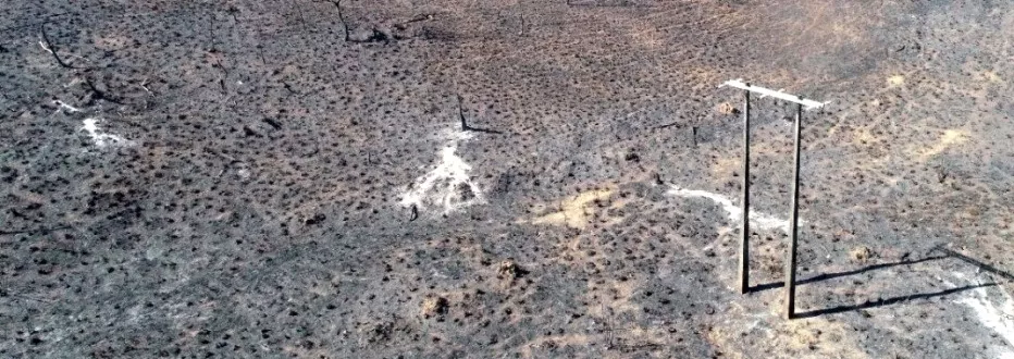 Cenário de mata destruída pelo fogo