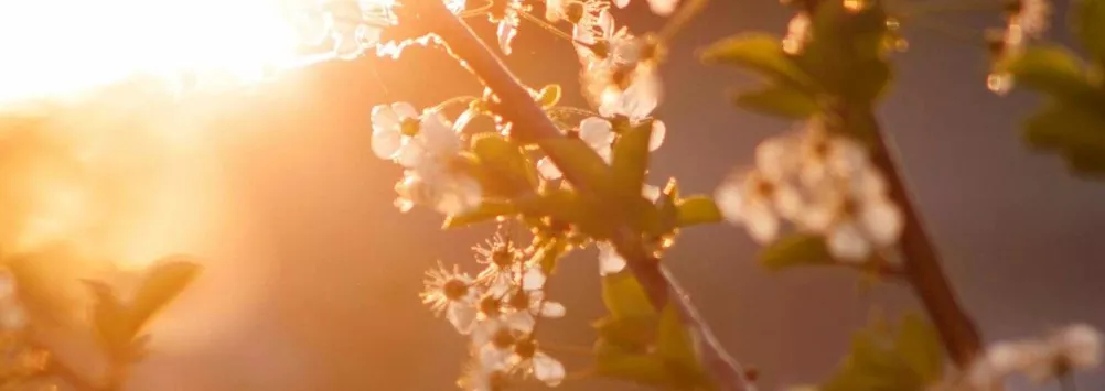 Flores no sol da manhã