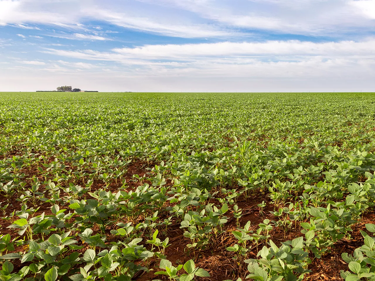 Investimentos da Energisa ajudam a desenvolver o agronegócio