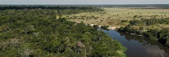 Grupo Energisa apoia projetos que unem restauração ecológica e geração de renda para comunidades locais 