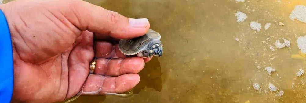 Energisa apoia projeto de preservação de tartarugas-da-amazônia em Rondônia