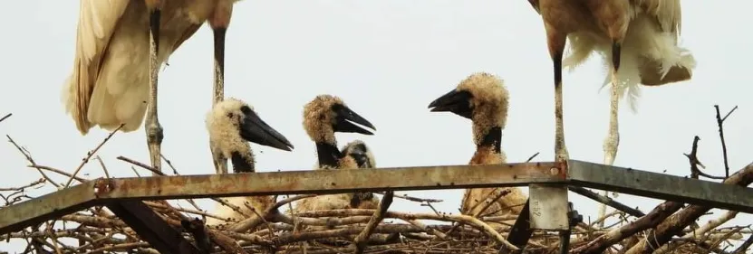 Tuiuiú do Pantanal ganha protagonismo na agenda climática rumo à COP30 