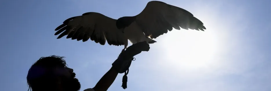 Reprodução de aves raras reforça papel do Parque dos Falcões como referência em conservação