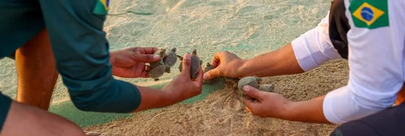 Maior berçário de tartarugas do mundo tem eclosão de 60 mil filhotes