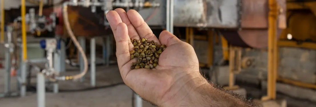 Projeto pioneiro usa gás natural na secagem de café e impulsiona inovação no Espírito Santo