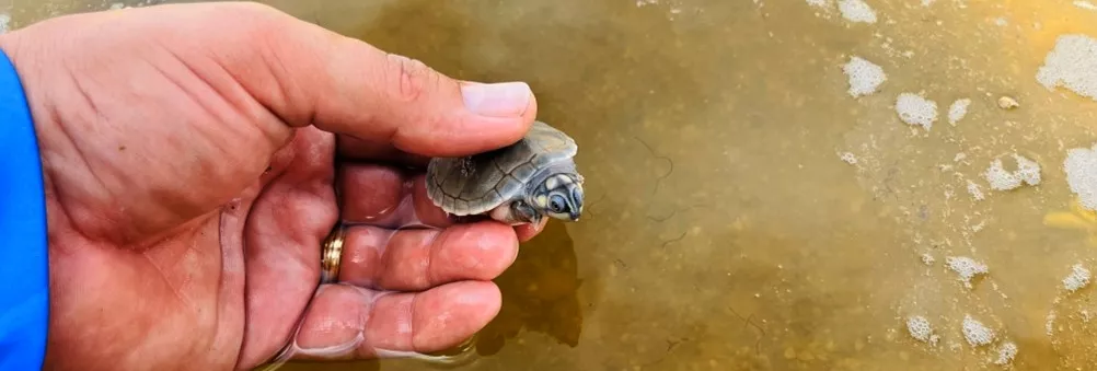 Homem segura filhote de tartaruga na mão